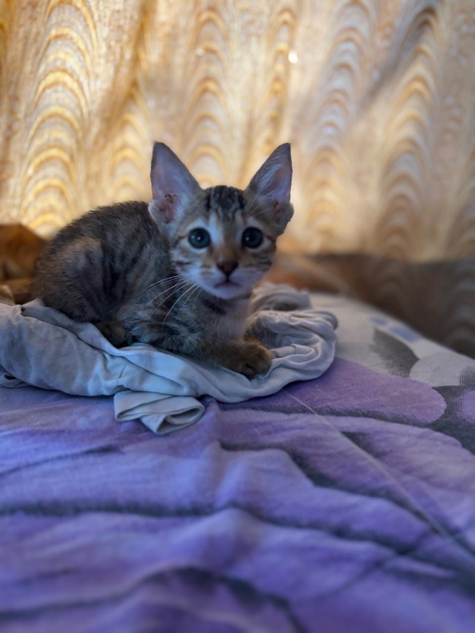 Cat boarding Delhi safe environment