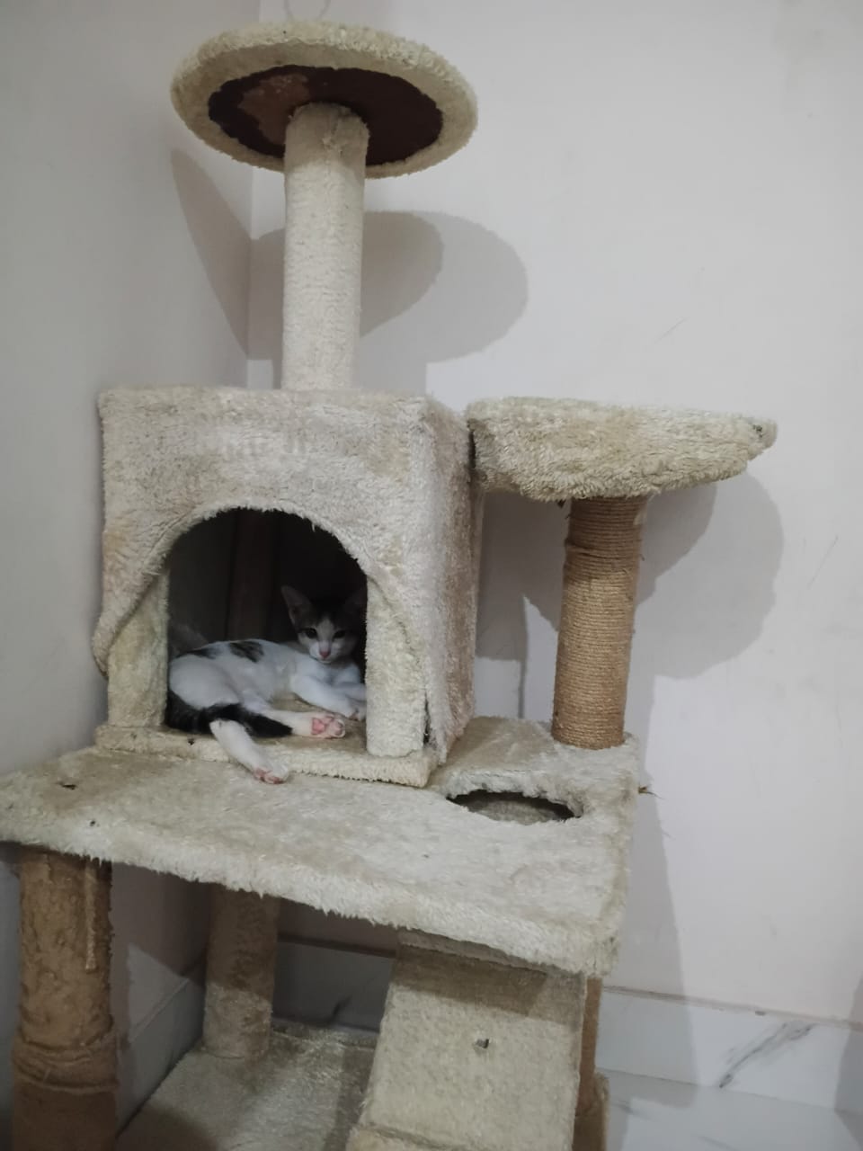 Mission of Purrfect Stays Cat Boarding Delhi