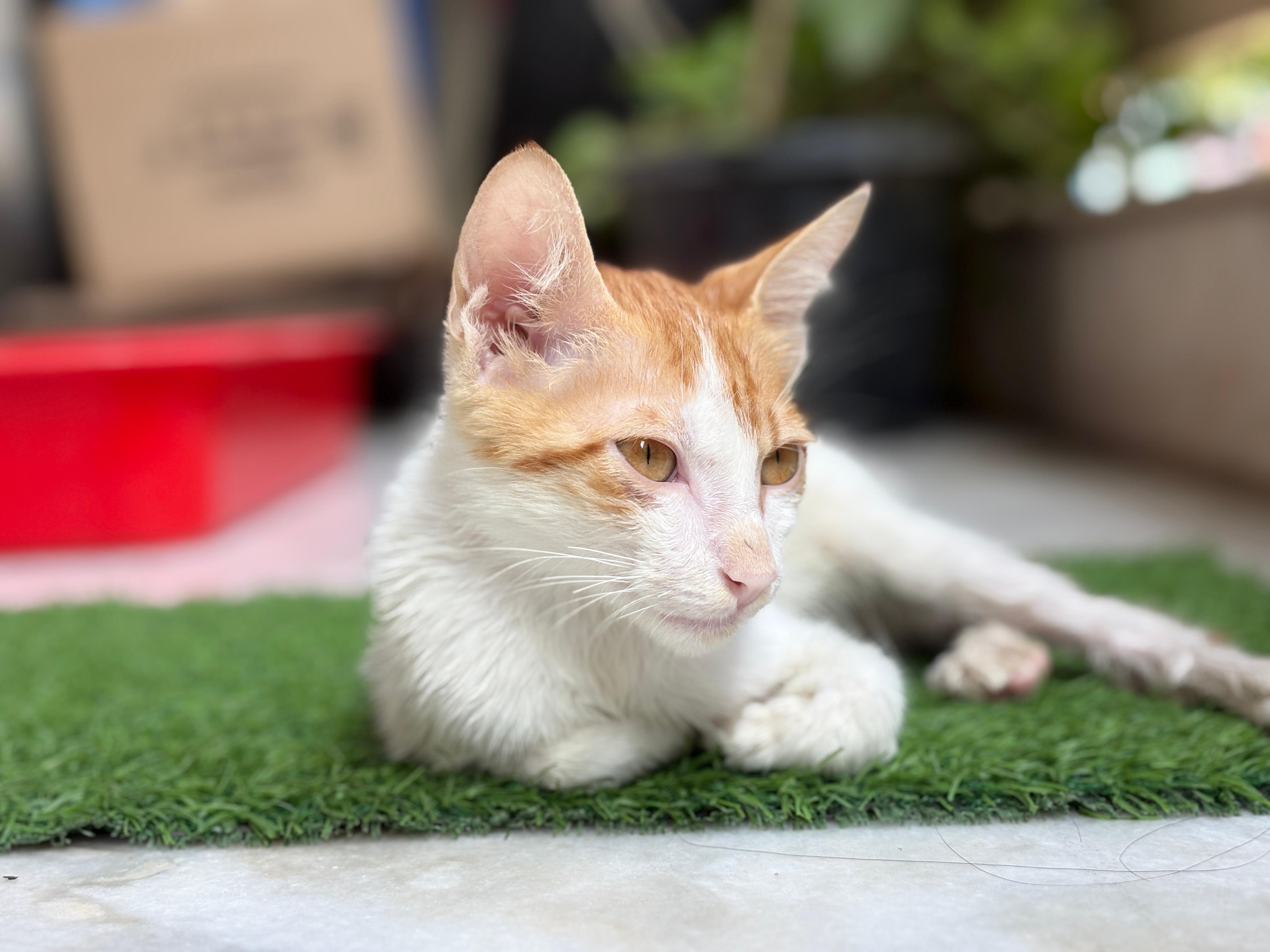 Core values of trusted cat boarding Delhi