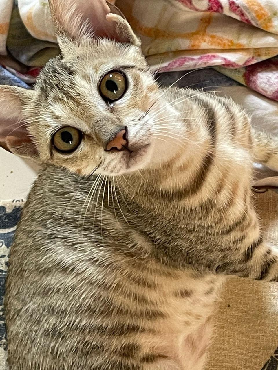 Why choose Purrfect Stays Cat Boarding Delhi